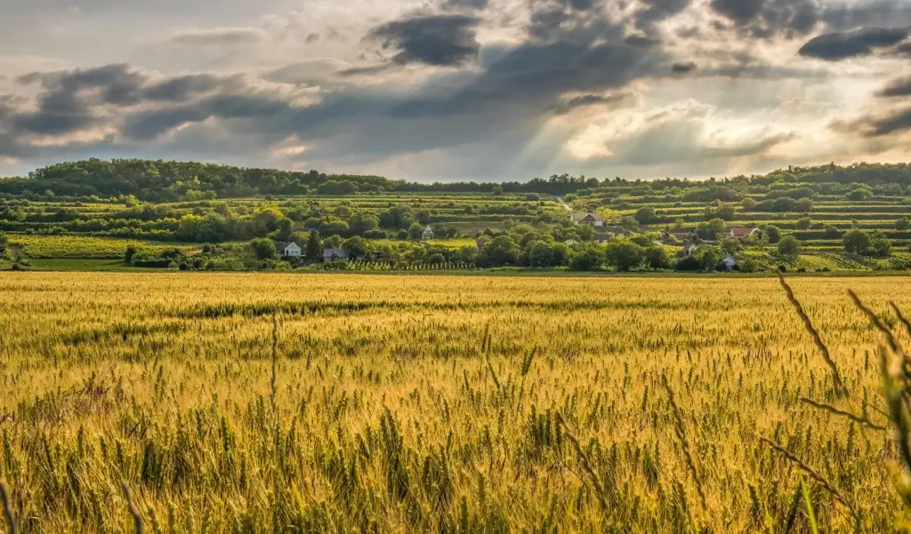 harvest scene