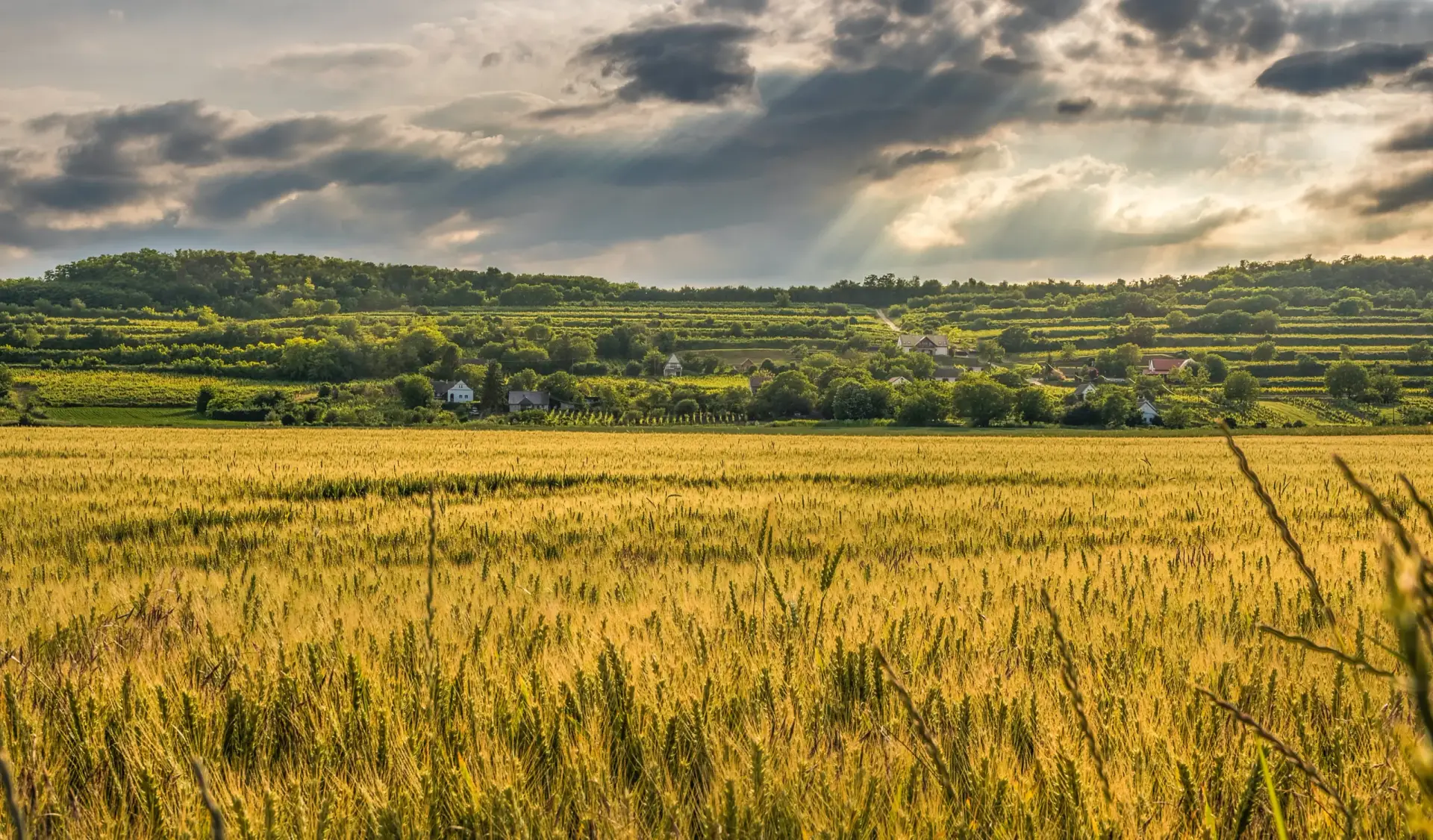 harvest scene